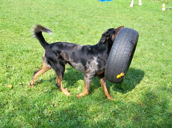 Beauceron