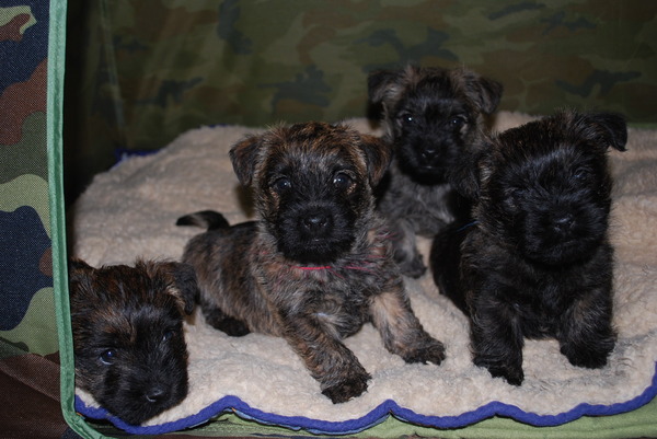 Red Creek Rebels Cairn Terriers
