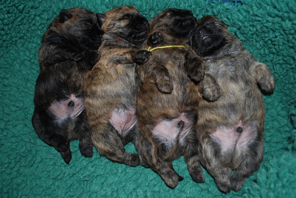 Red Creek Rebels Cairn Terriers