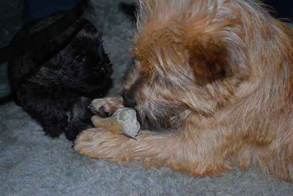 Red Creek Rebels Cairn Terriers