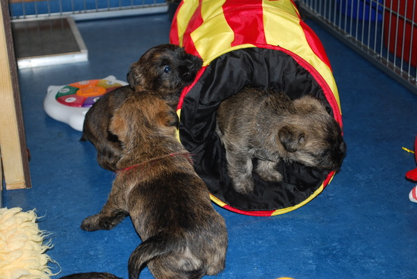 Red Creek Rebels Cairn Terriers