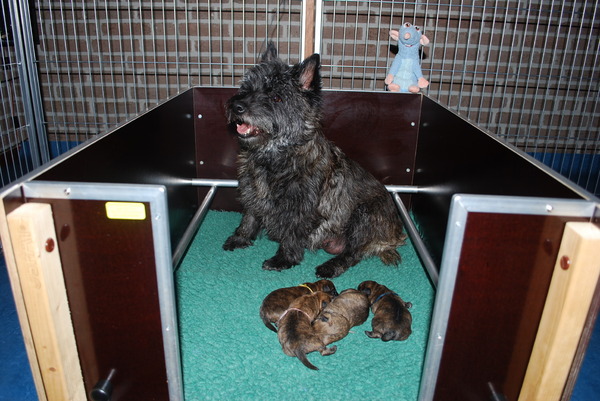 Red Creek Rebels Cairn Terriers
