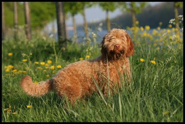 Arwen in het jonge hoge gras.