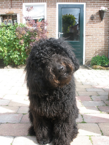 de doodle hoeve