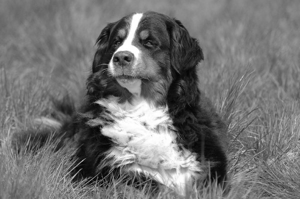 Mac Ghandor zwart wit