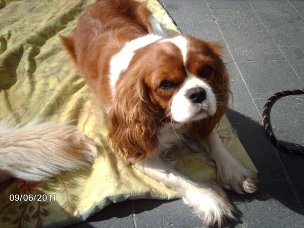 Cavalier King Charles Spaniel