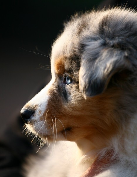 Australian Shepherd