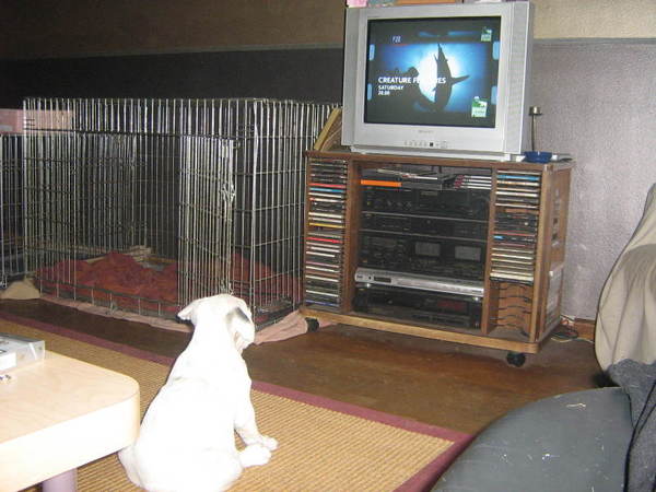 ik kijk na animal planet!