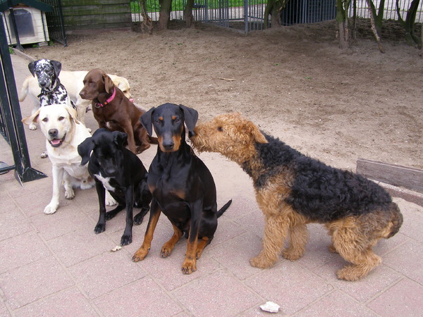 Dobermann