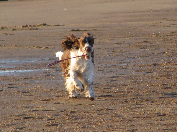 Engelse Springer Spaniel