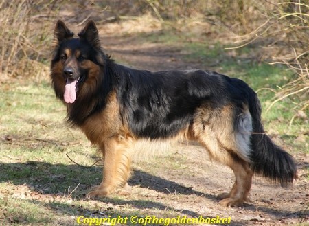 Oud Duitse Herdershond