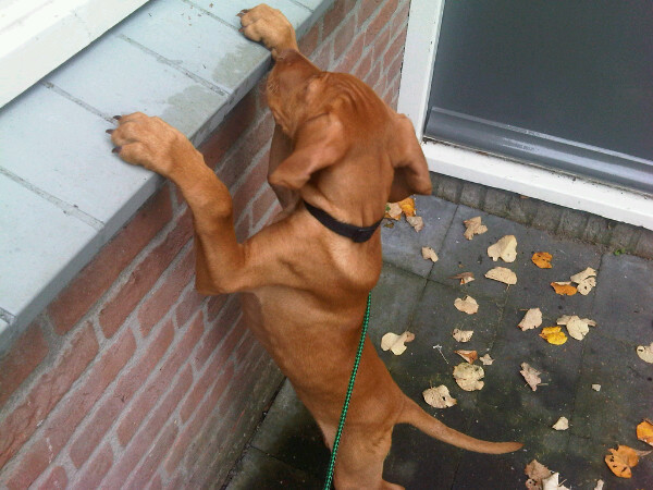 Vizsla (Hongaarse staande hond)