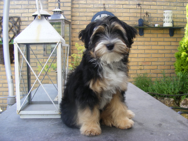 Tibetaanse Terrier