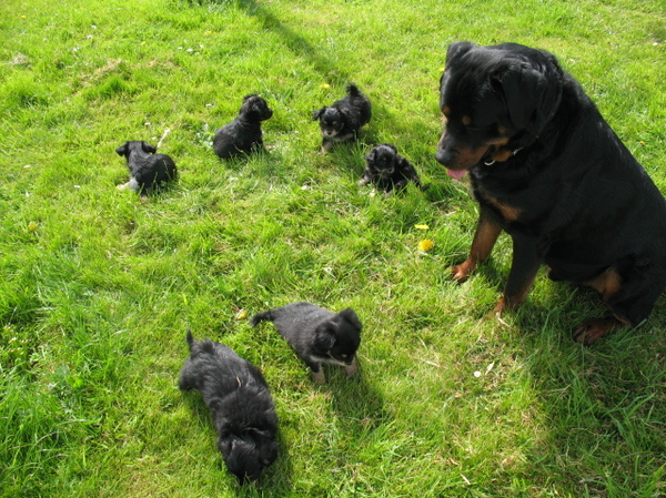 Tyson kijkt naar de pups