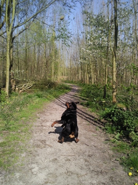 Tys bal pakken.. Zoek de bal!!