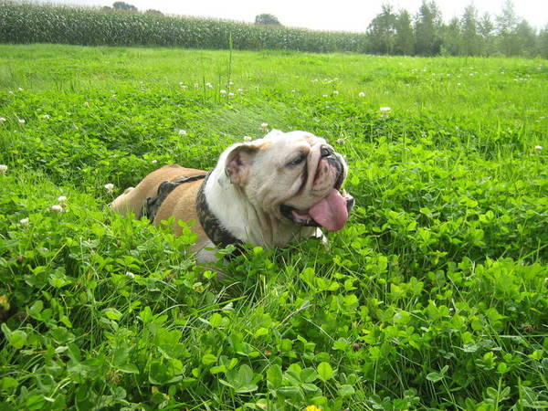 tussen de klavertjes