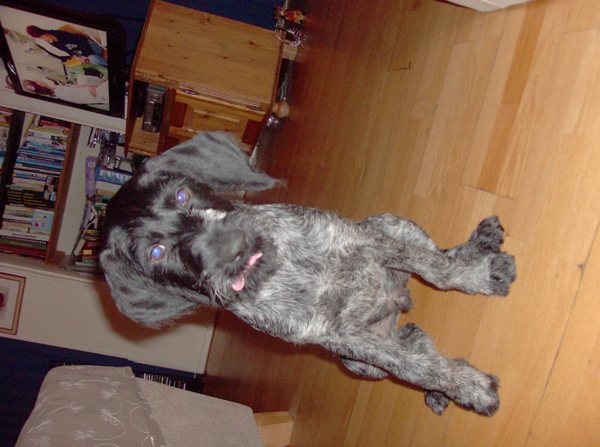 Duitse Staande Hond, Draadhaar