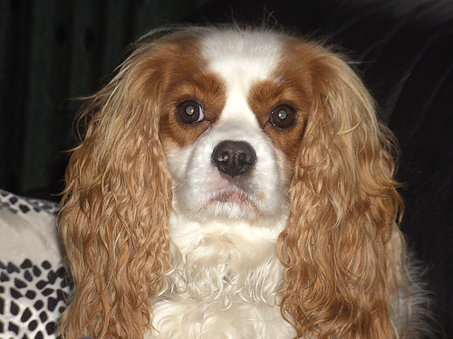 Cavalier King Charles Spaniel