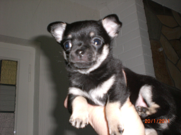 La Casa De Chihuahua's