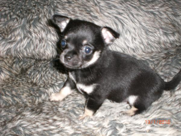 La Casa De Chihuahua's