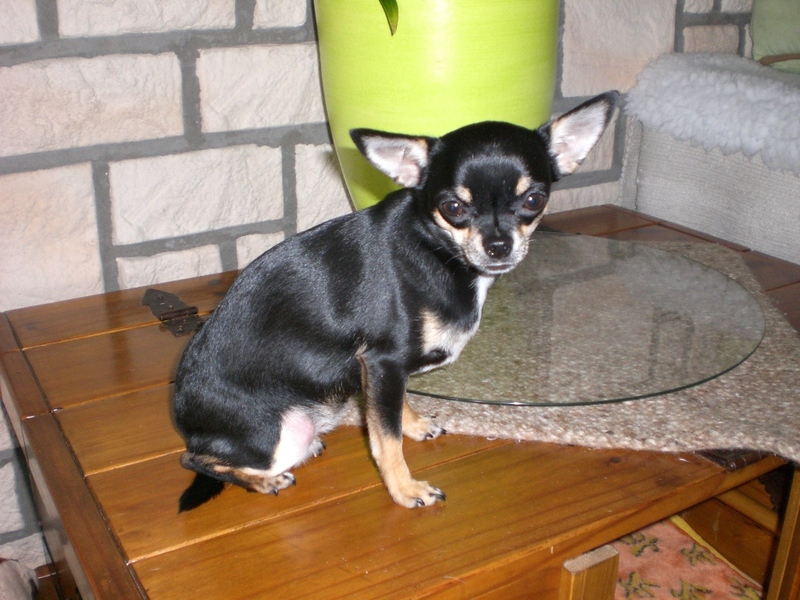 La Casa De Chihuahua's