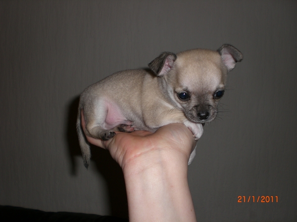 La Casa De Chihuahua's