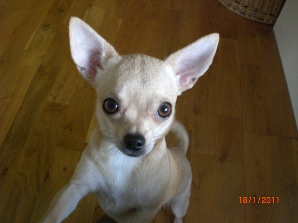 La Casa De Chihuahua's