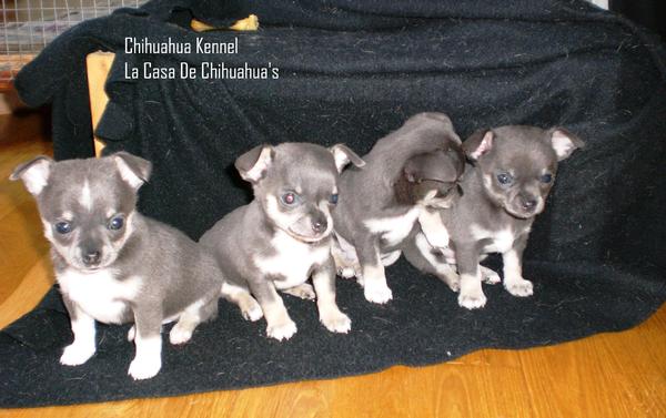 La Casa De Chihuahua's