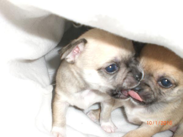 La Casa De Chihuahua's