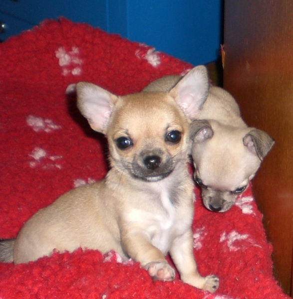 La Casa De Chihuahua's