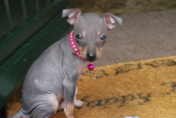 Amerikaanse Naakthond