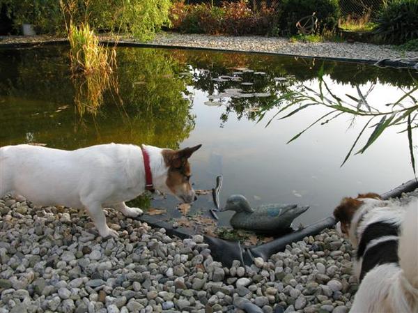 die eend zwemt niet ,zie je dat ?