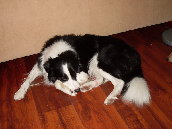 Django, kruising BC/Sheltie