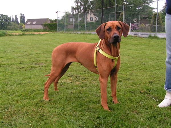 Rhodesian Ridgeback