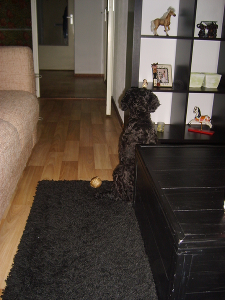 Wachten Op Mn Baasje..