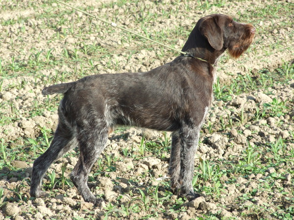 Duitse Staande Hond, Draadhaar
