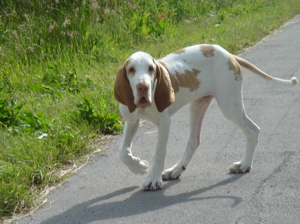 Bracco Italiano