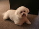Bichon Frise