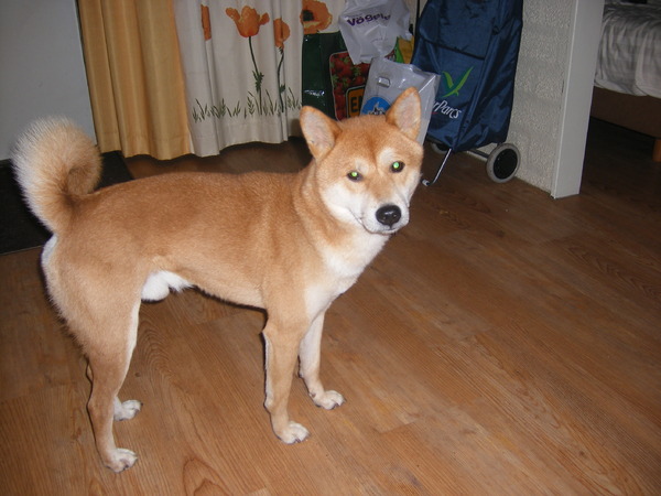 Shiba Inu