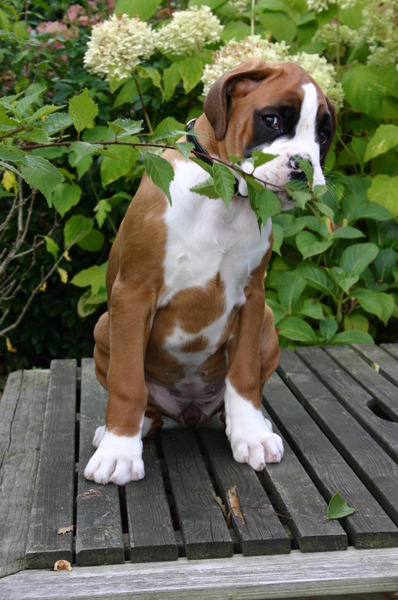 Boxer