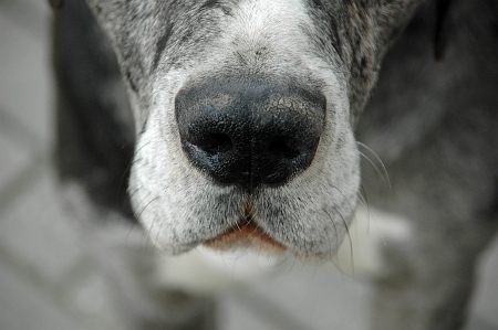 Neusje van de zalm...uhhhh Bikkel