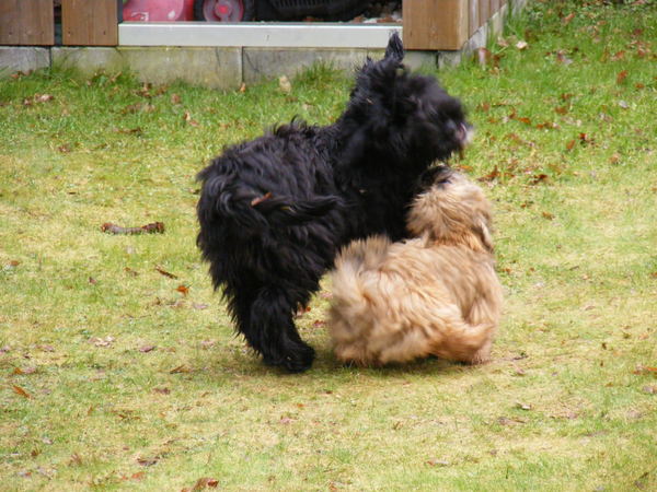Sem in actie met zijn grote vriend Joep :)