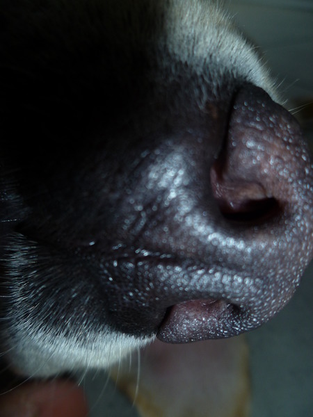 nat neusje van Rocca