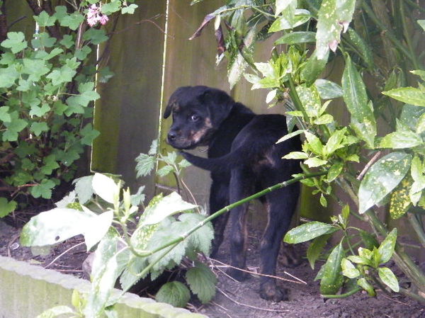 Joy kijikt naar jou!