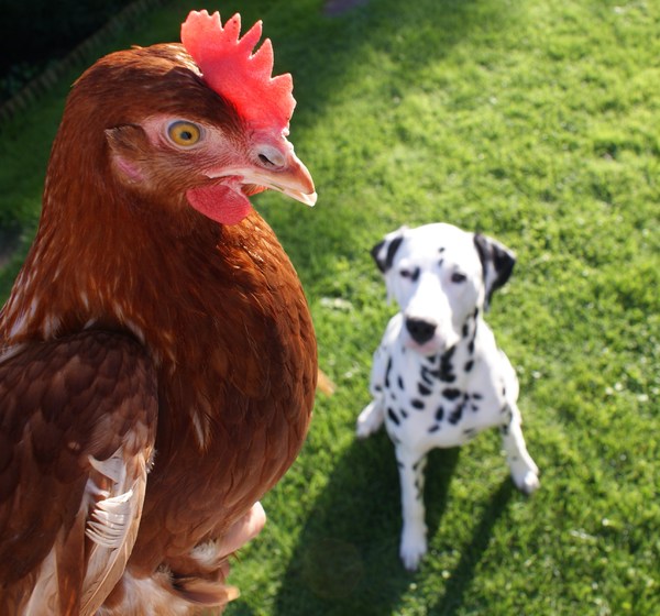 lekker stukje kip??? mmmmm