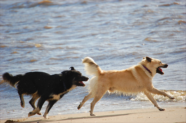 Day at the Beach met vader en son