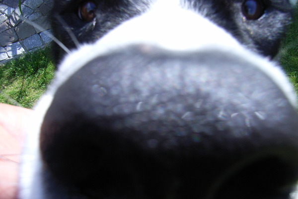 zo dichtbij genoeg????