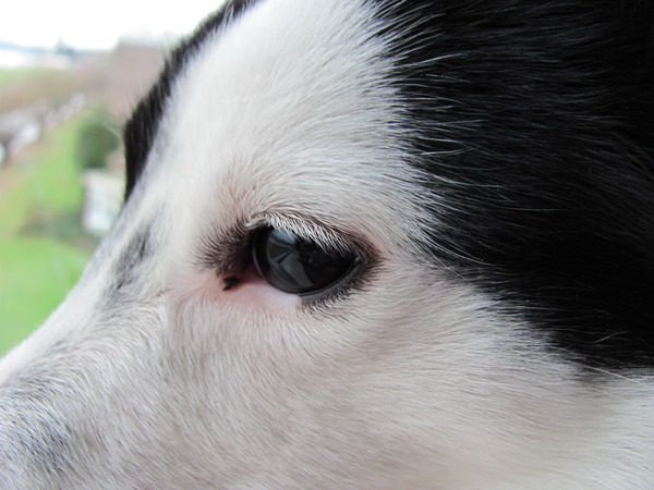 lekker buiten kijken