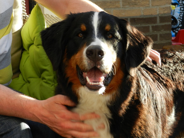 Berner Sennenhond
