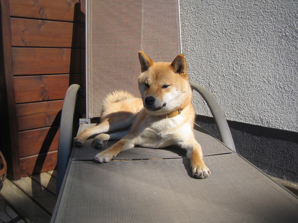Shiba Inu